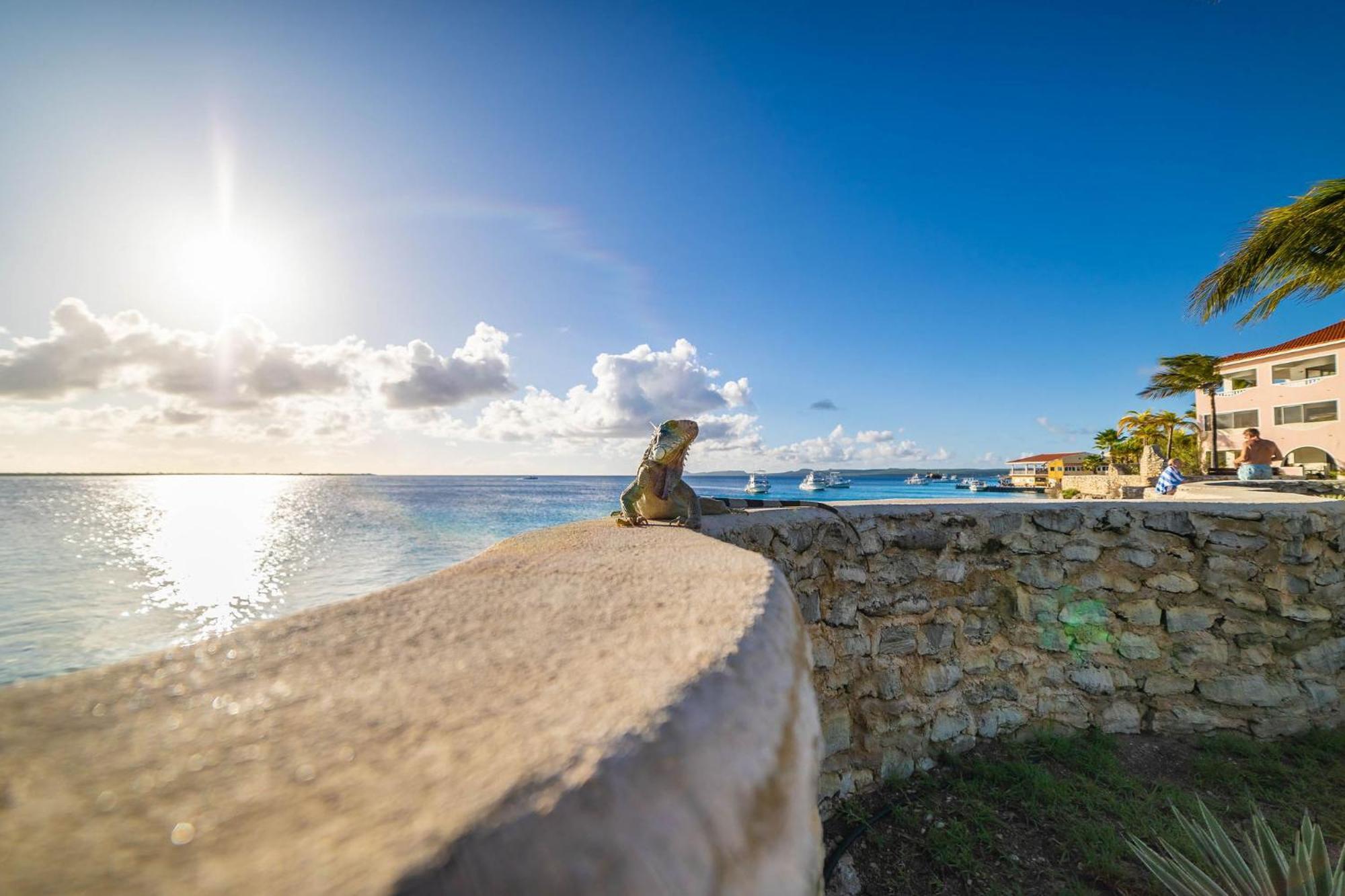 Sand Dollar Bonaire Kralendijk Eksteriør bilde